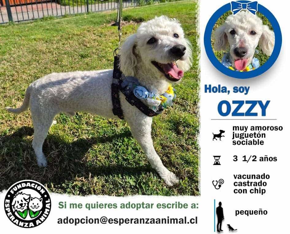 Foto de Ozzy