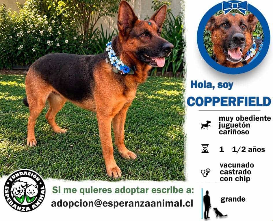 Foto de Cooperfield