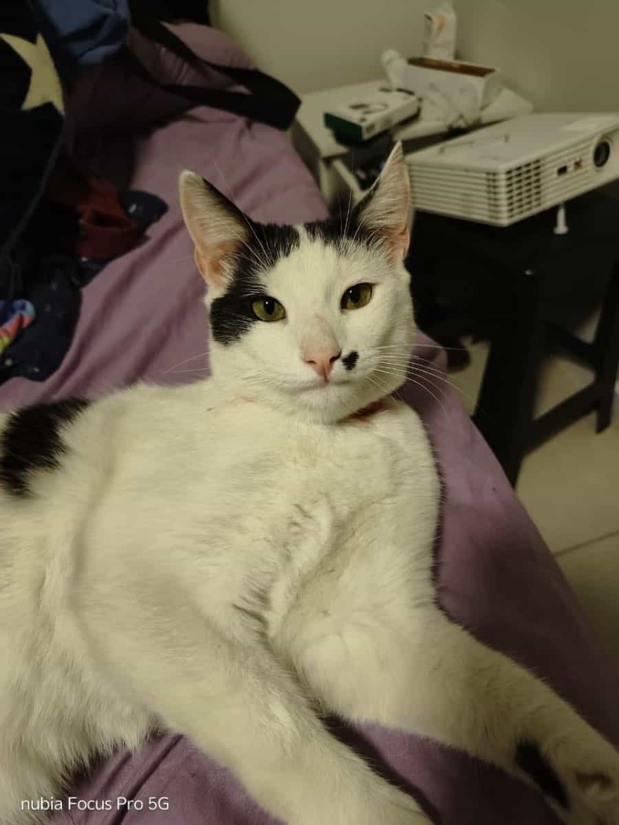 Foto de Vako