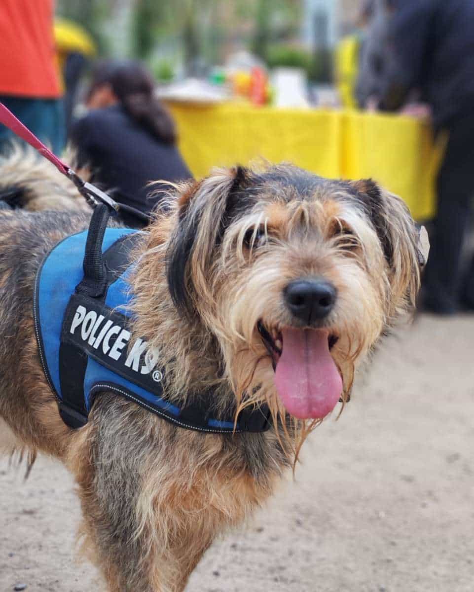 Foto de Benji