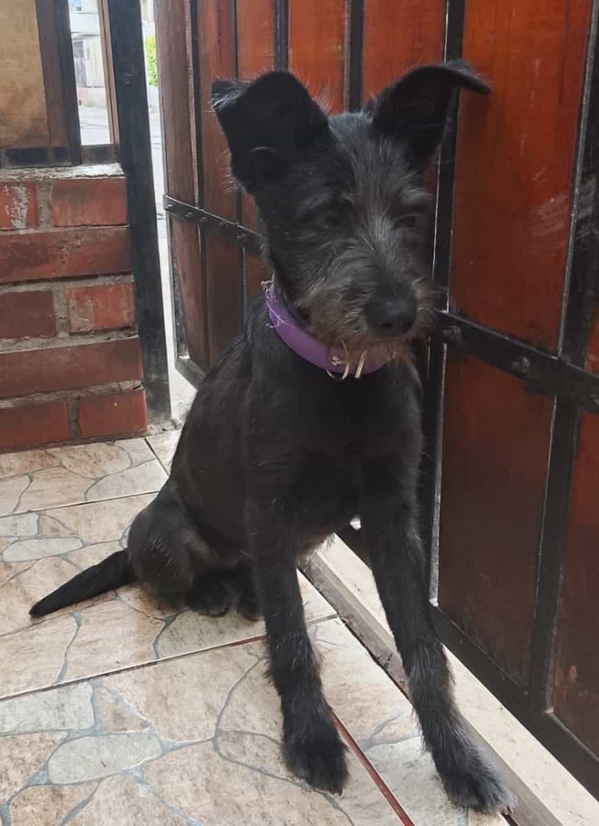 Foto de Lulú
