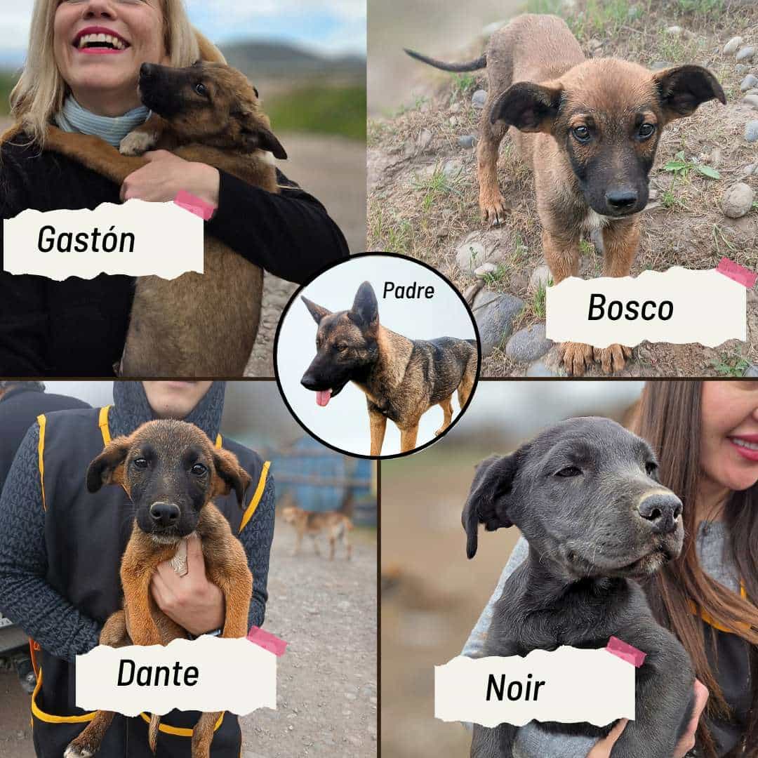 Foto de Dante, Gastón, Noir y Bosco