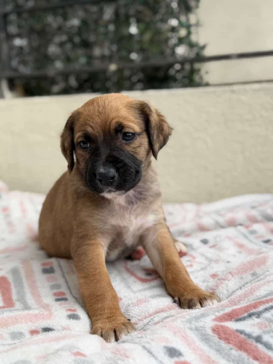 Foto de Brownie
