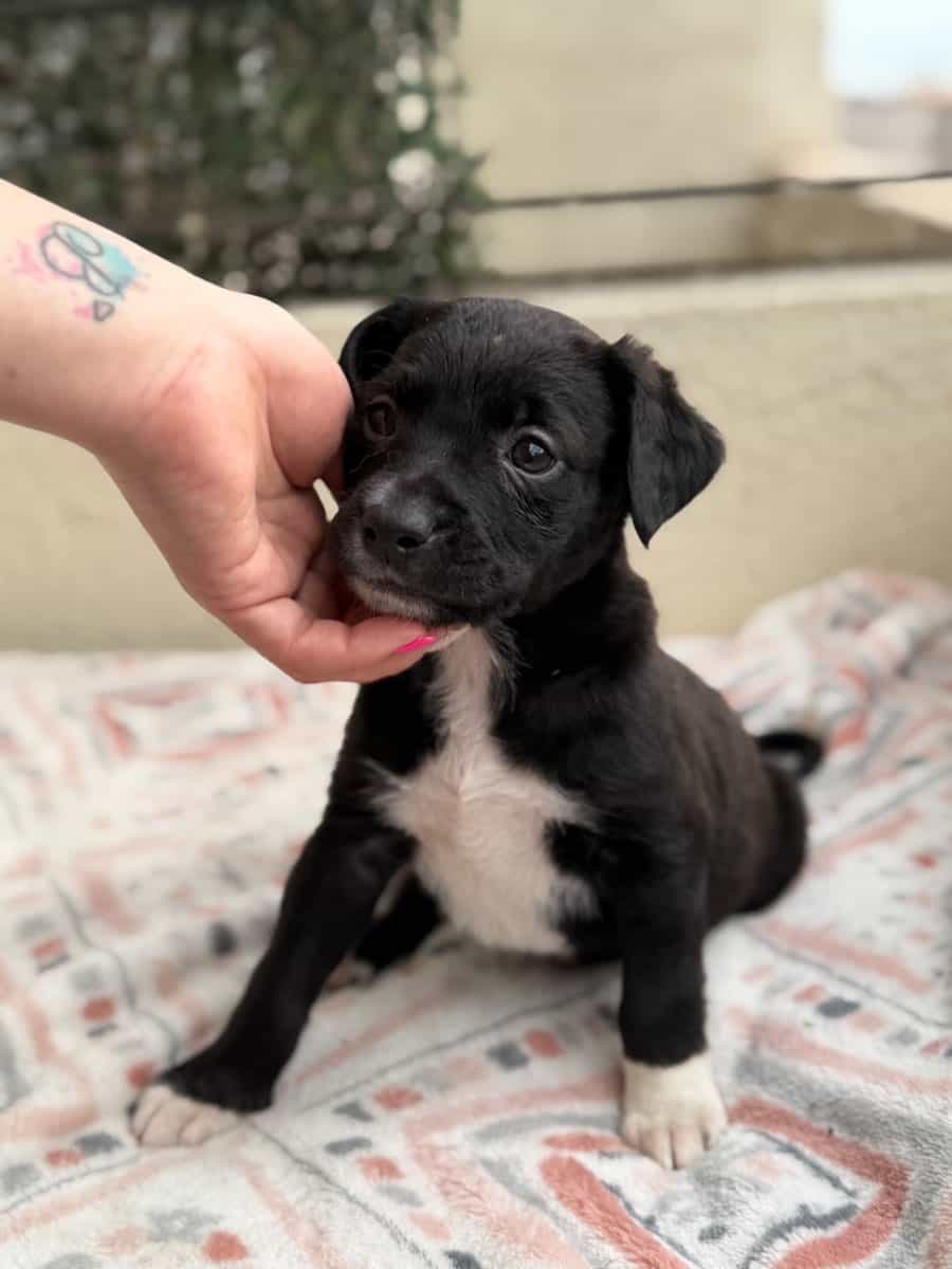 Foto de Waffle