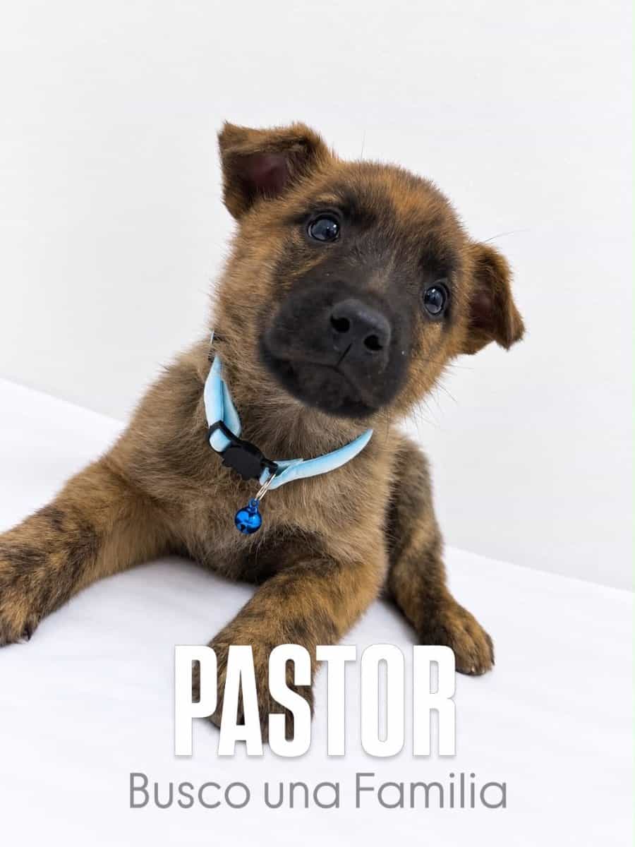 Foto de Cachorros