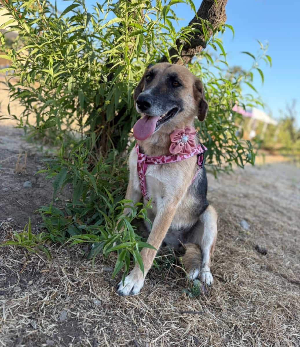 Foto de Princesa