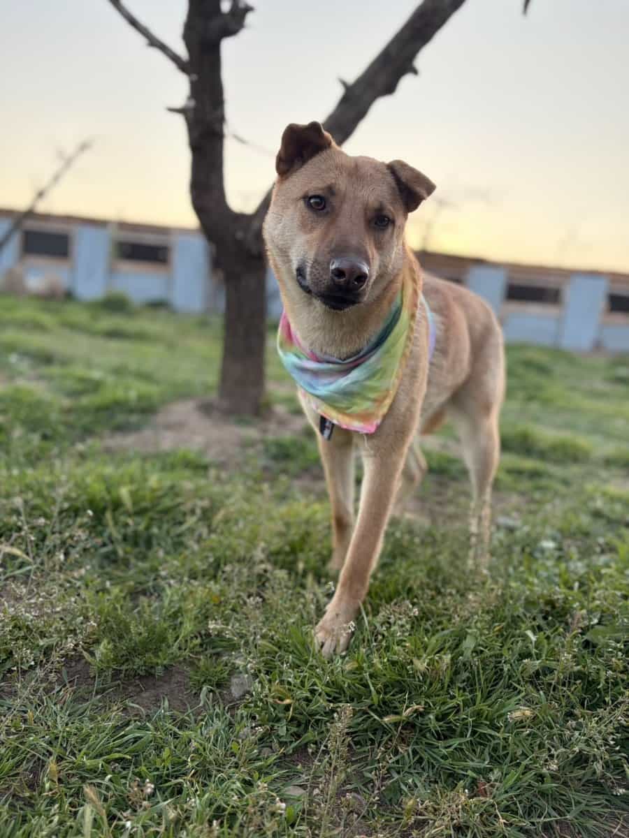 Foto de Lobita