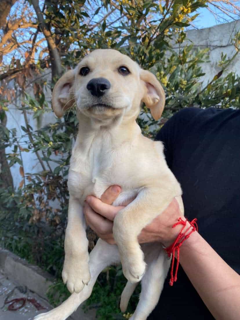 Foto de Cachorritos🐶💗