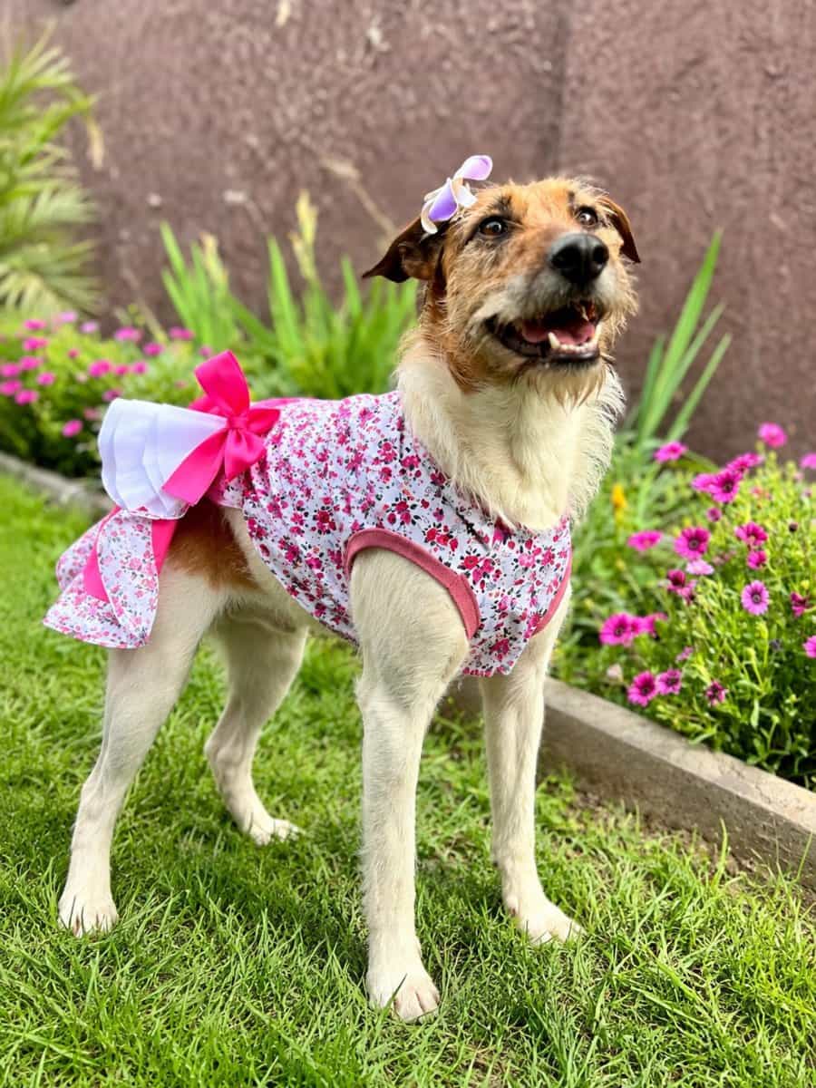 Foto de Abby