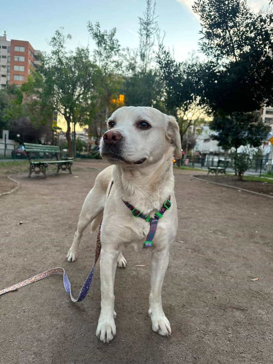 Foto de Blanca