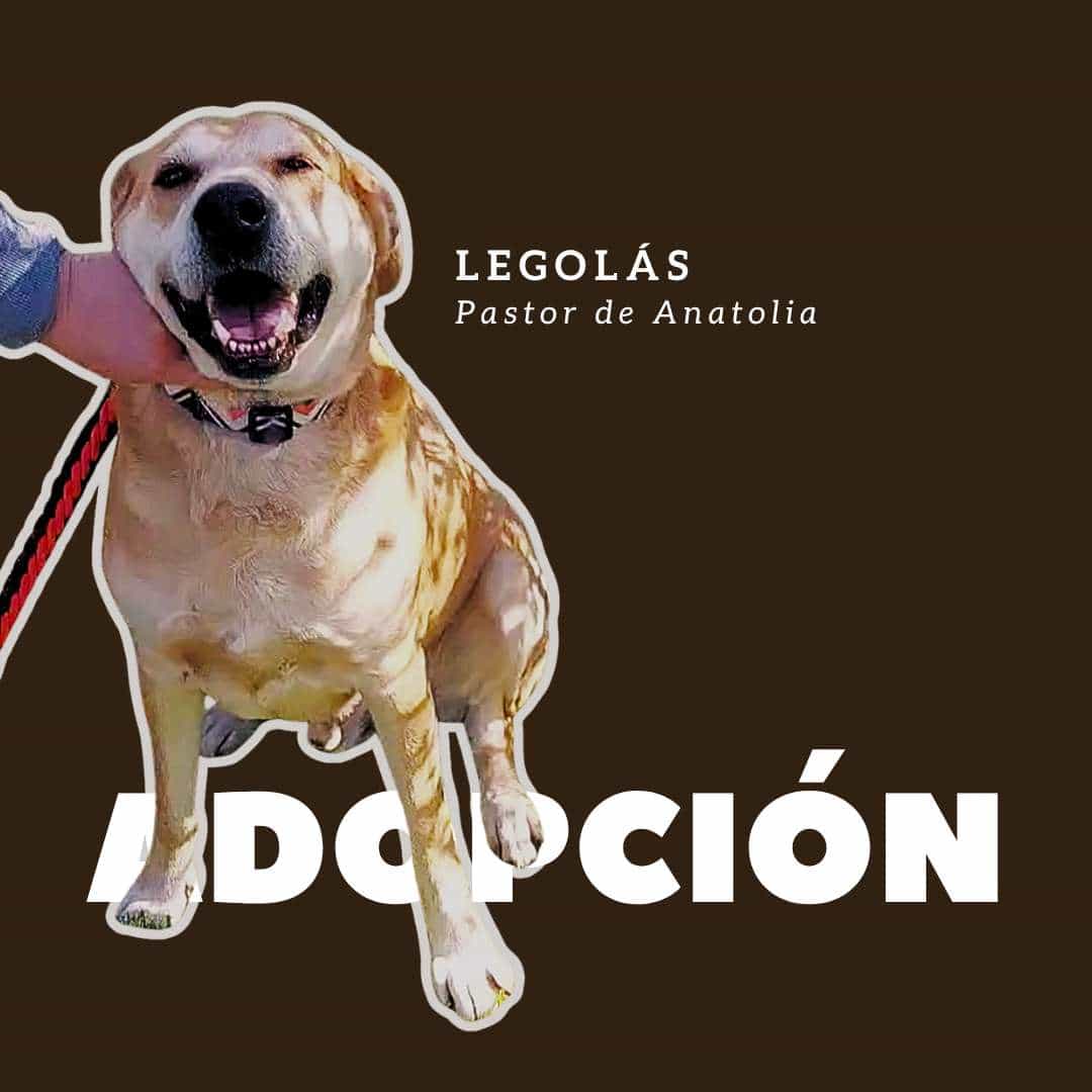 Foto de Legolás