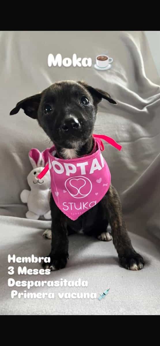 Foto de Moka