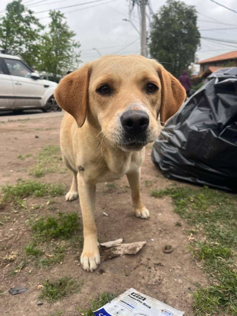 Foto de Estrella busca temporal urgente !