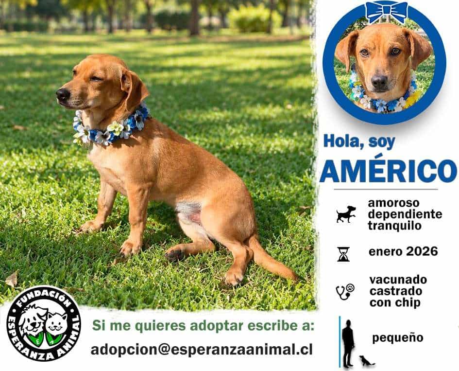 Foto de Americo