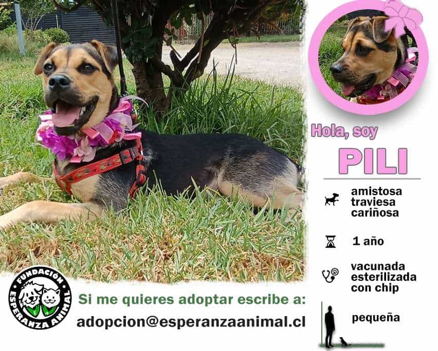 Foto de PILI