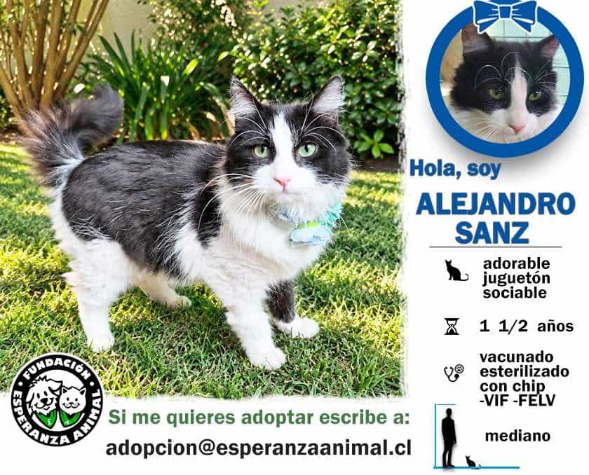 Foto de Alejandro Sanz