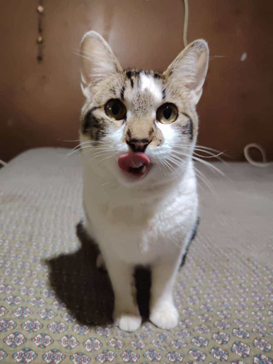 Foto de Kaia