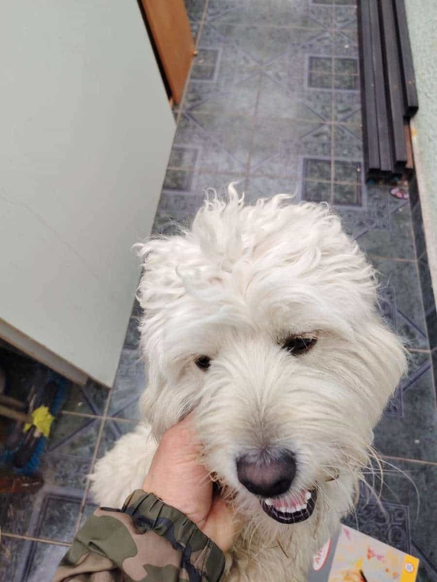 Foto de Copito