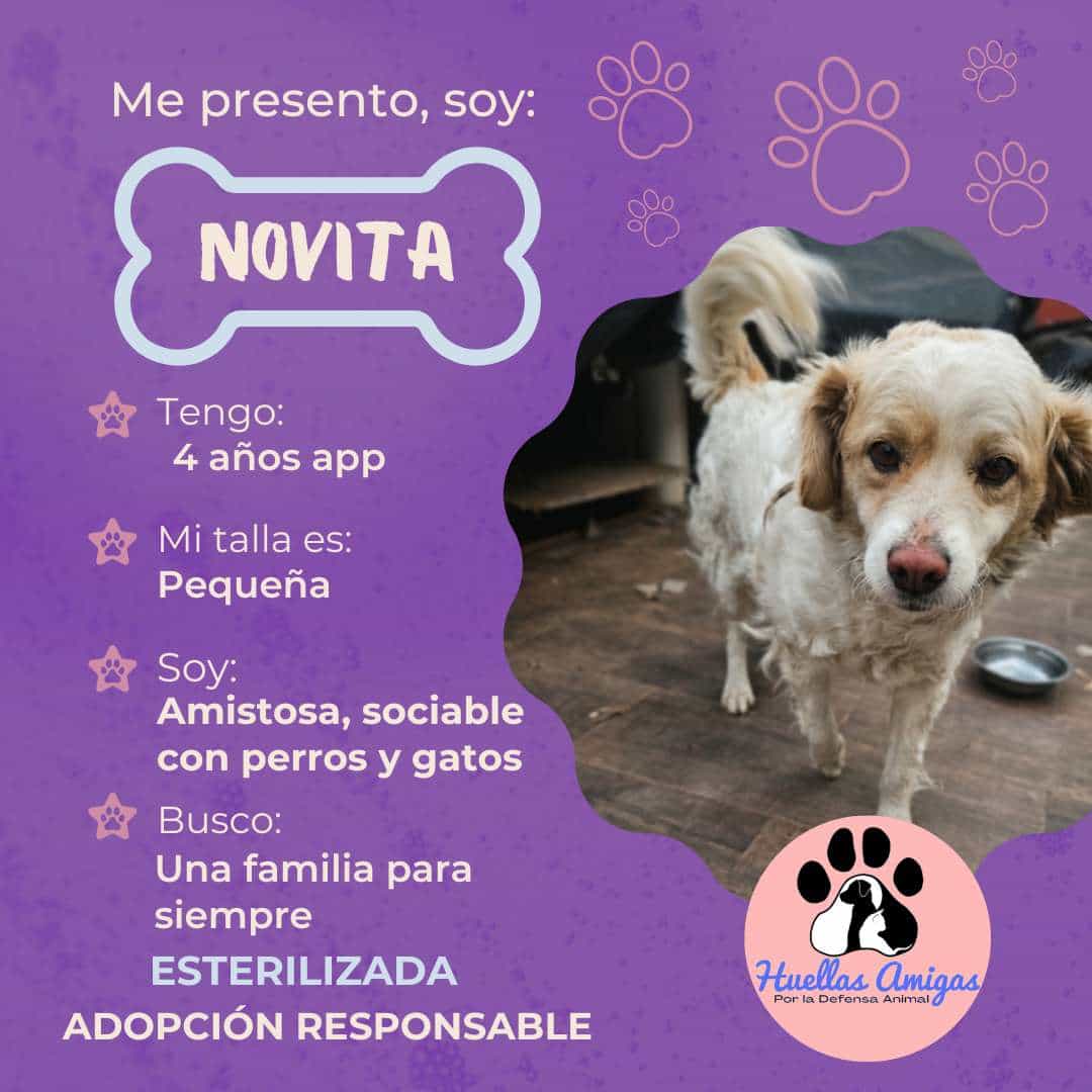 Foto de Novita