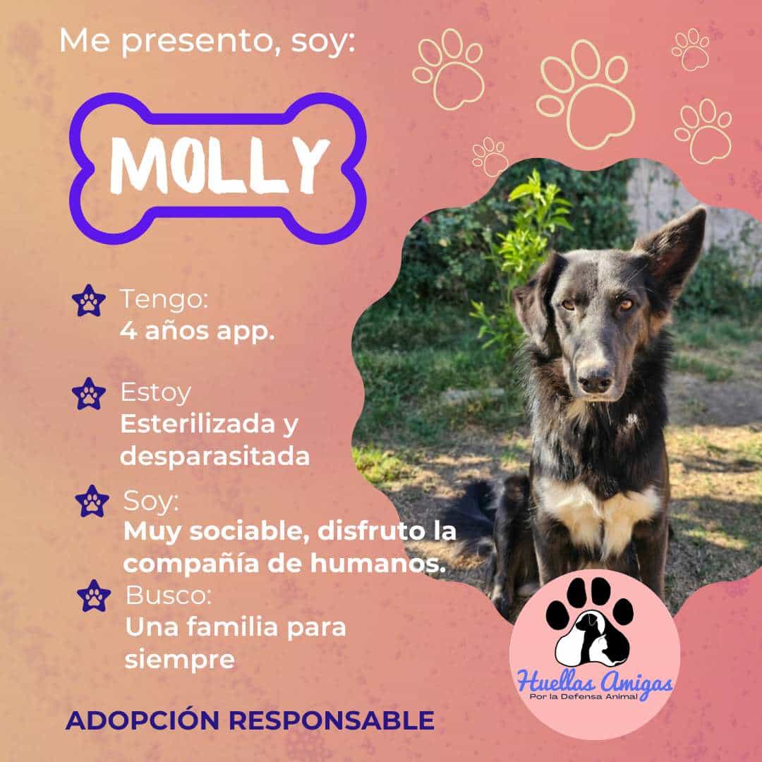 Foto de Molly