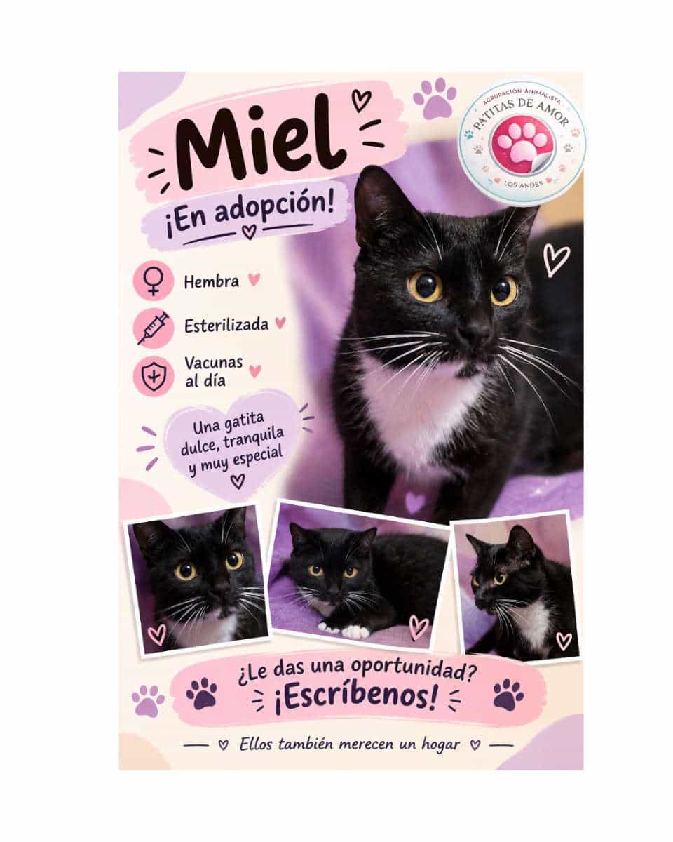 Foto de Miel
