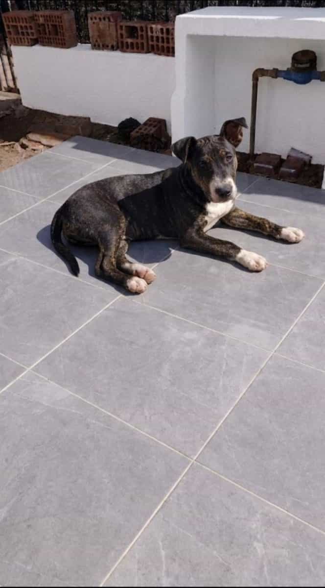Foto de Kira