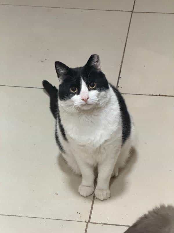 Foto de Oreo