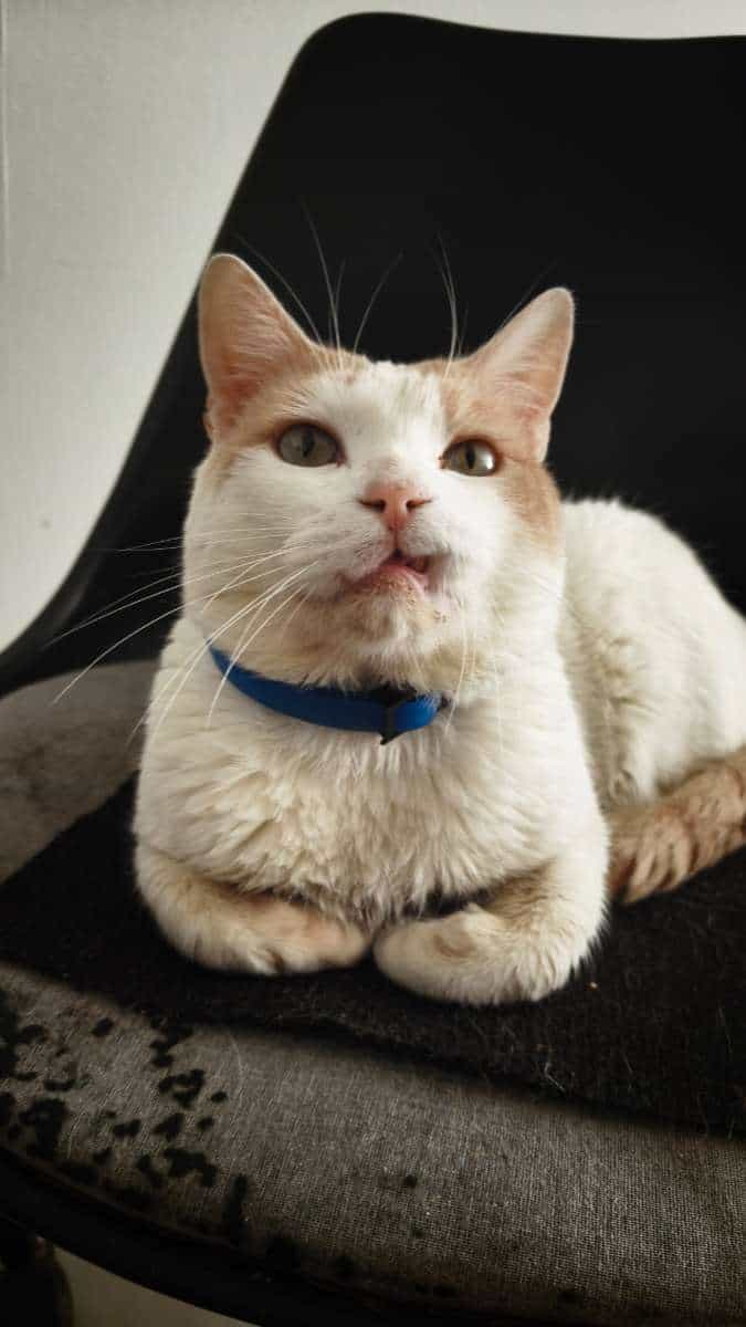 Foto de Fuyu