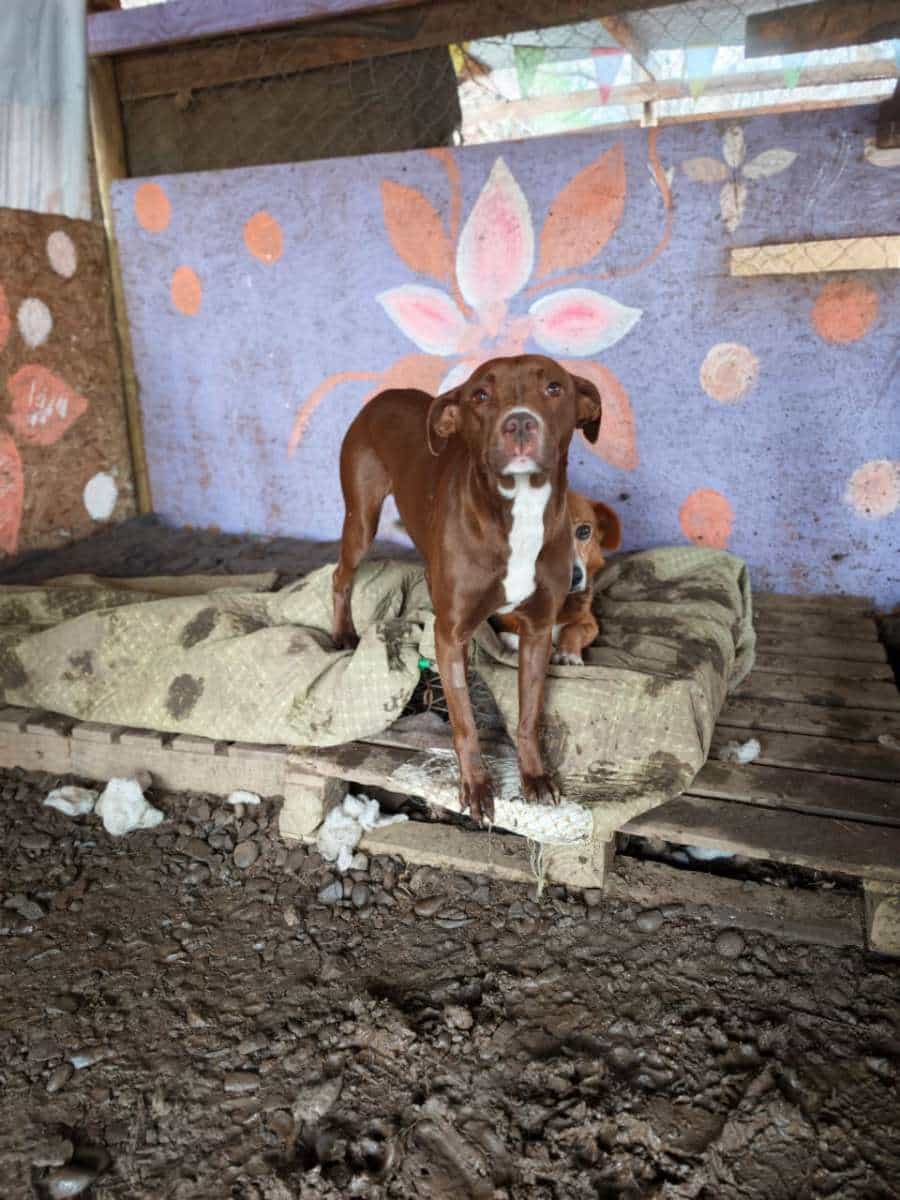 Foto de Choca