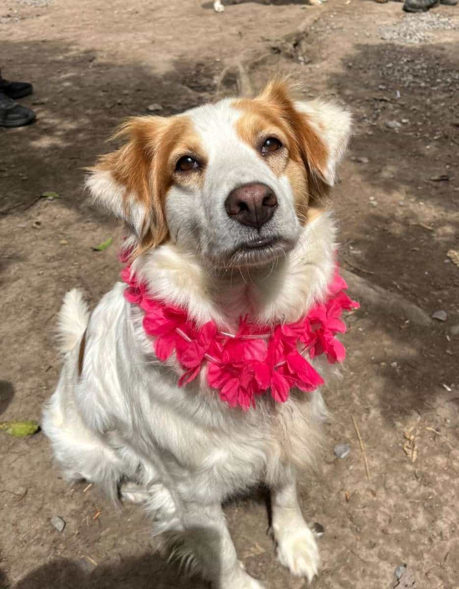 Foto de Nala