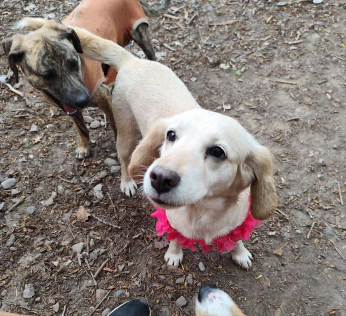 Foto de Hachi