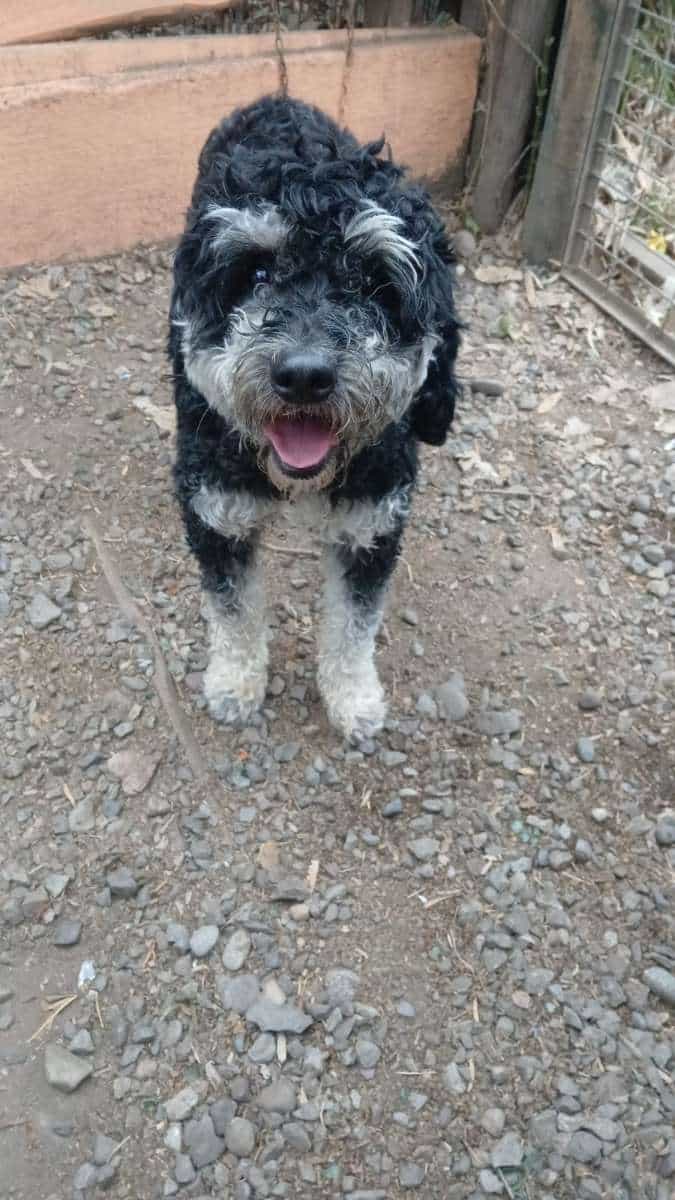 Foto de Rulo