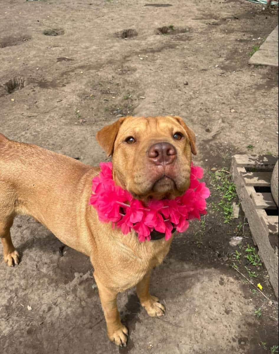 Foto de Ambar