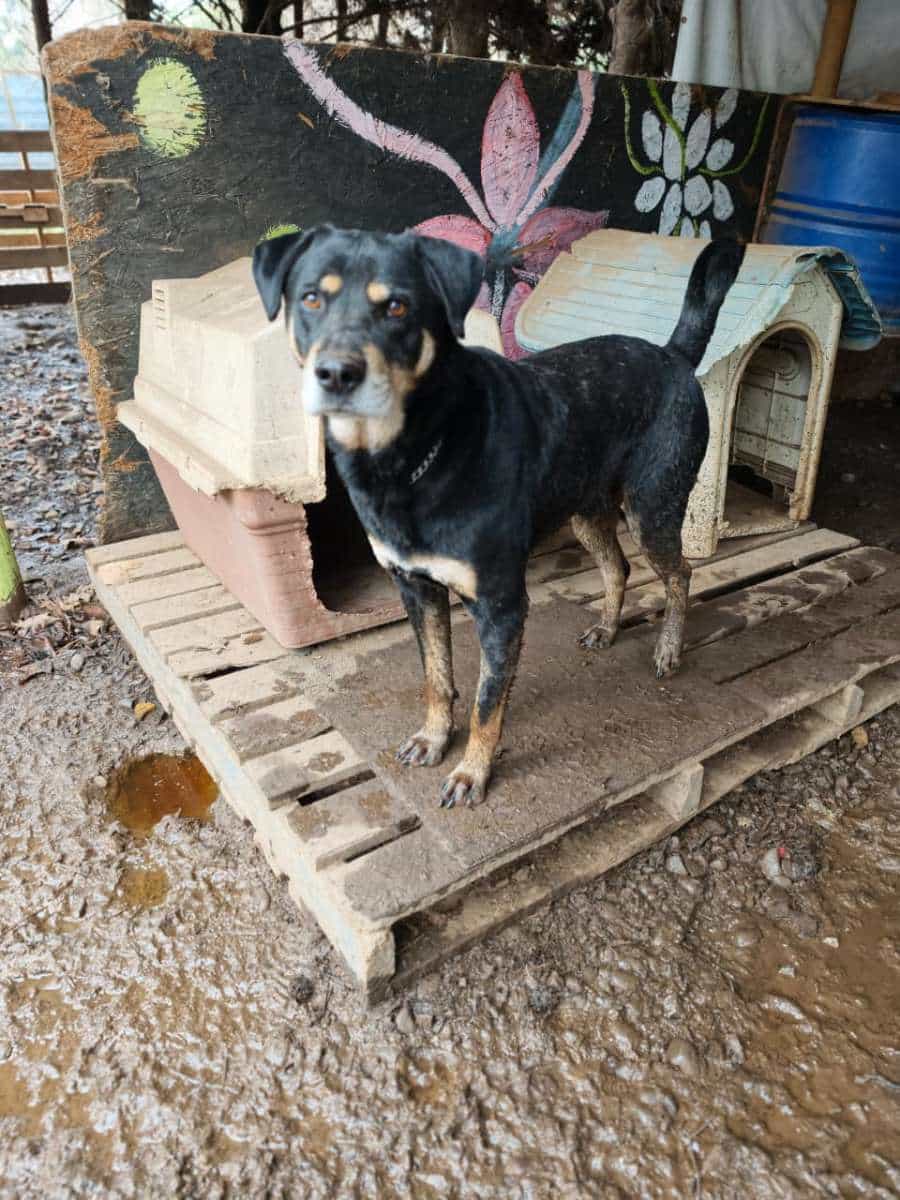 Foto de Bicho