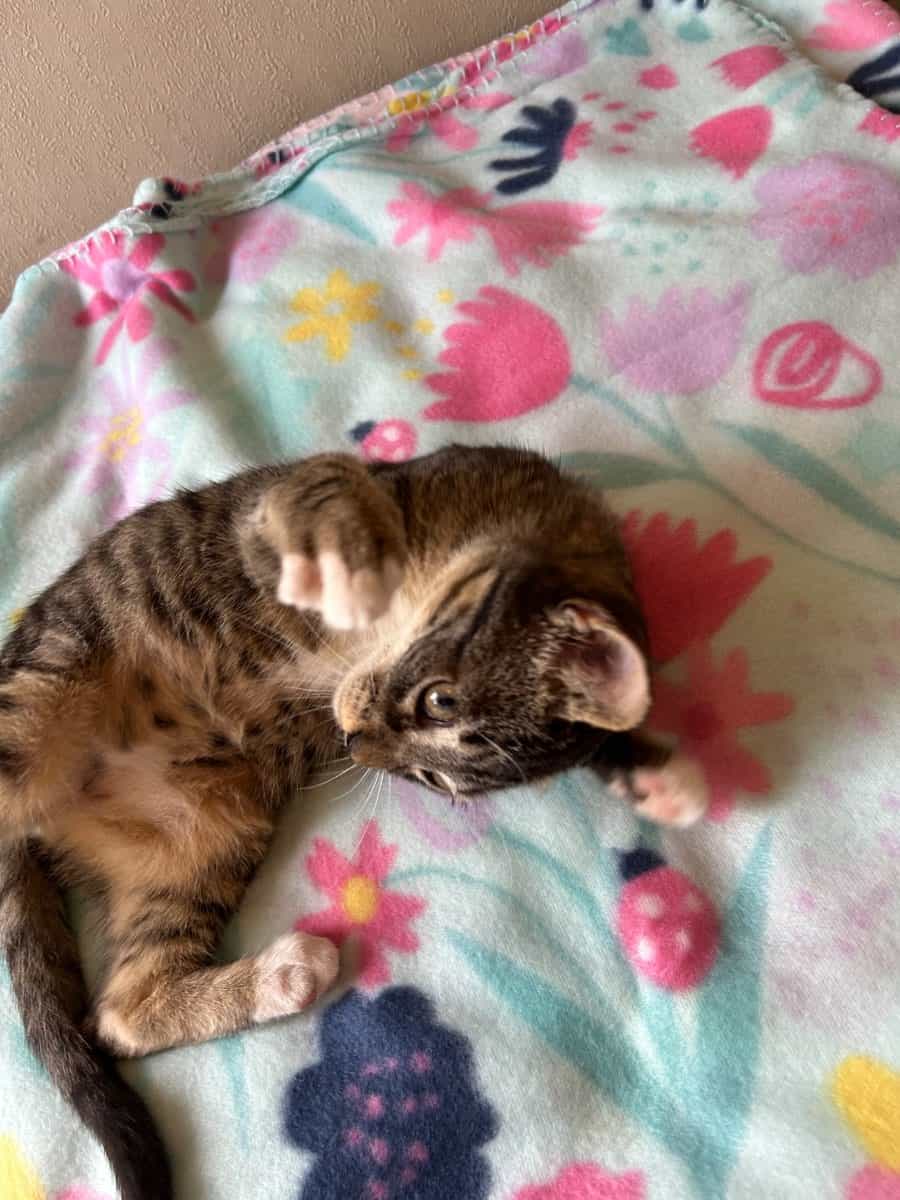 Foto de Renzo