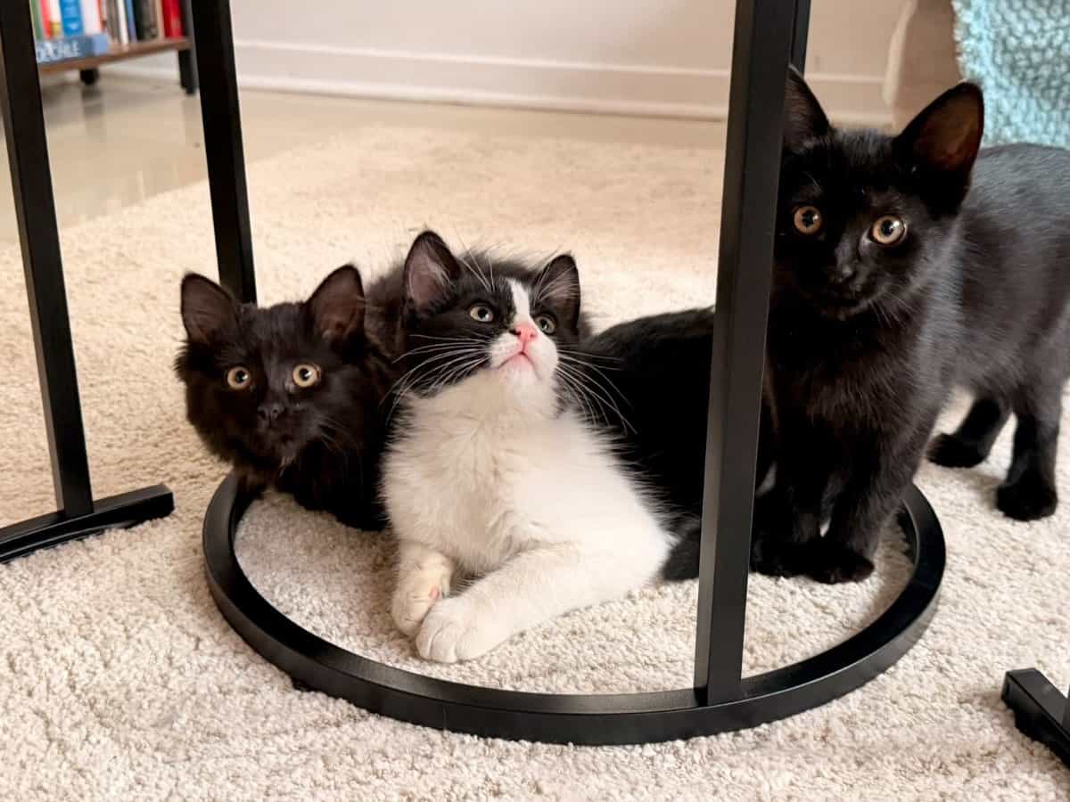 Foto de Bebés gatitos