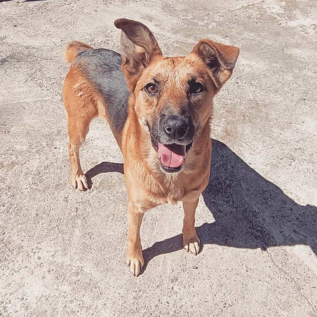 Foto de Ringo