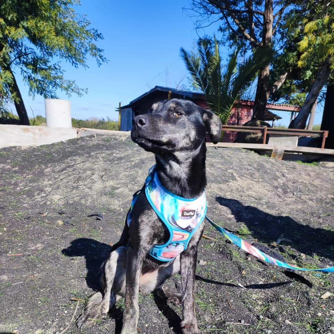 Foto de Tostadita