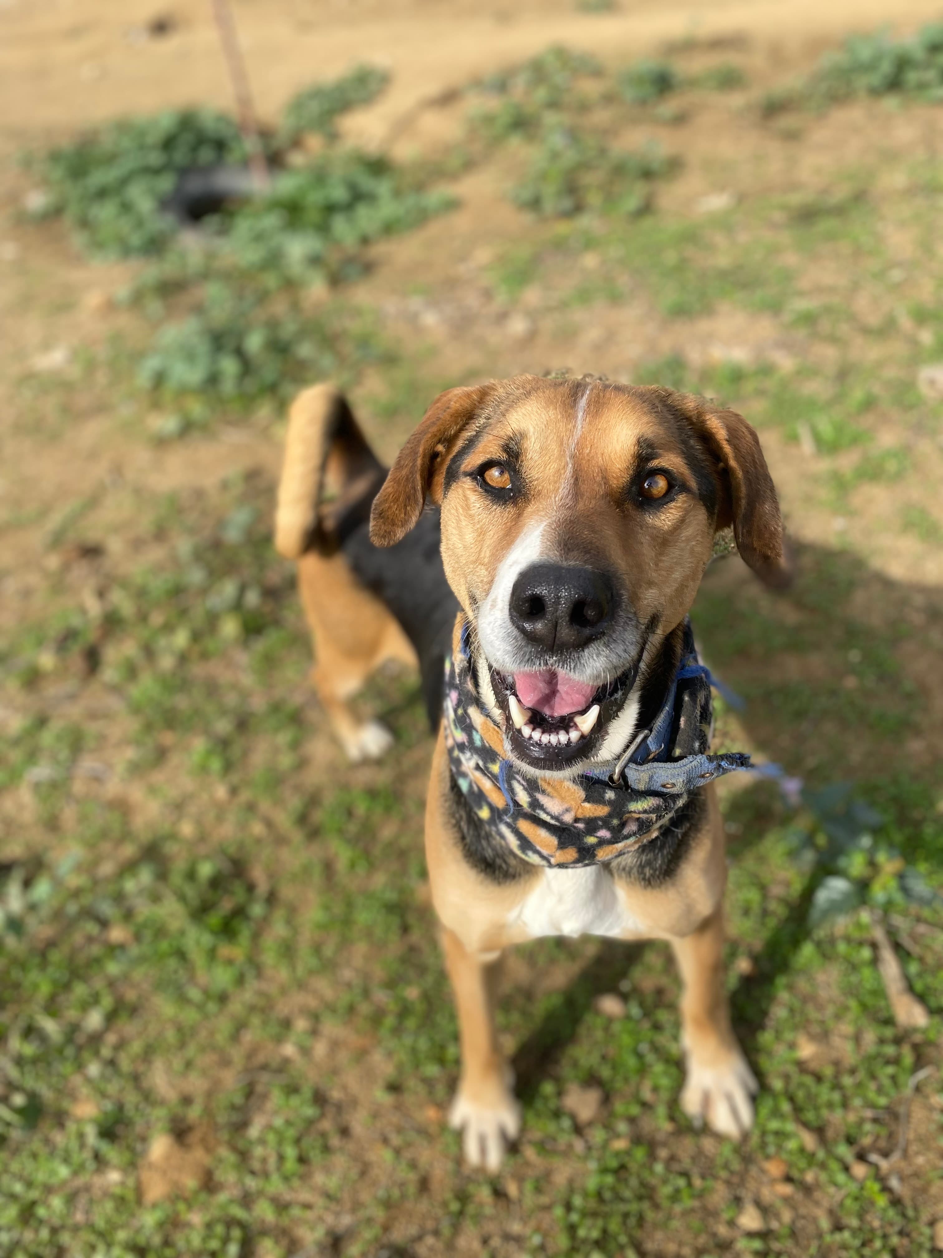 Foto de la mascota