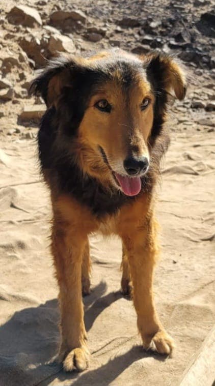 Foto de la mascota