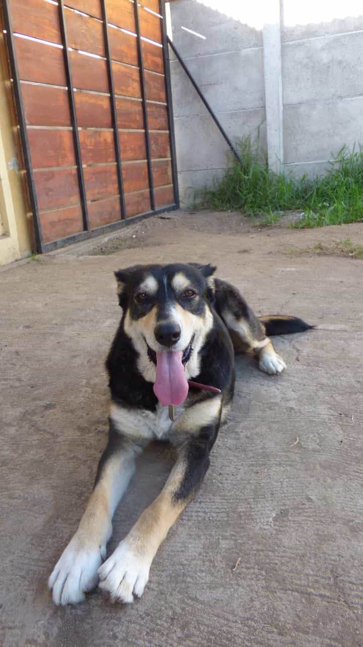 Foto de Shira