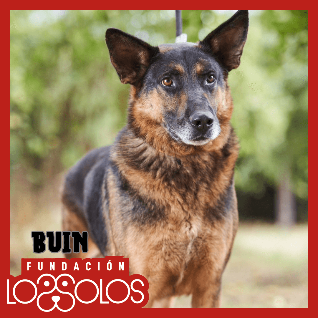 Foto de Buin