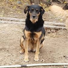 Protectora de Animales San Francisco de Asís Curicó