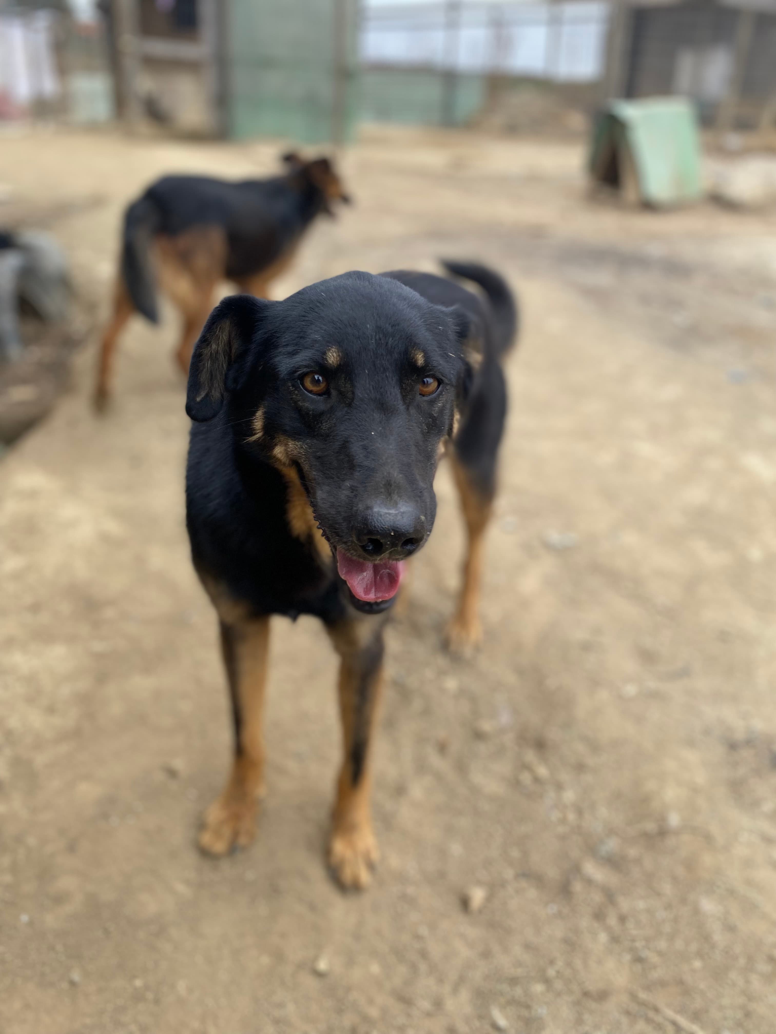 Foto de la mascota