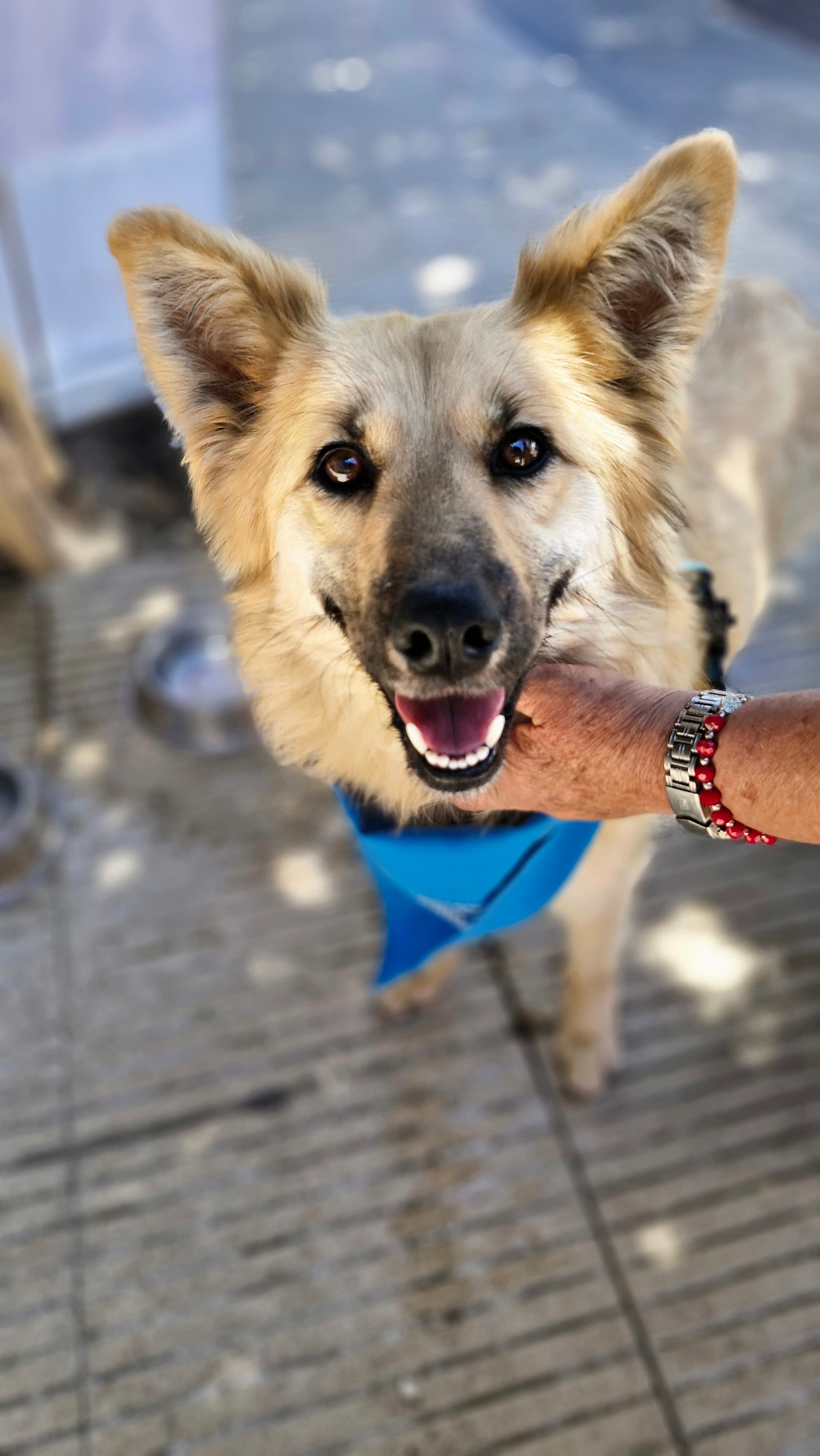 Foto de la mascota
