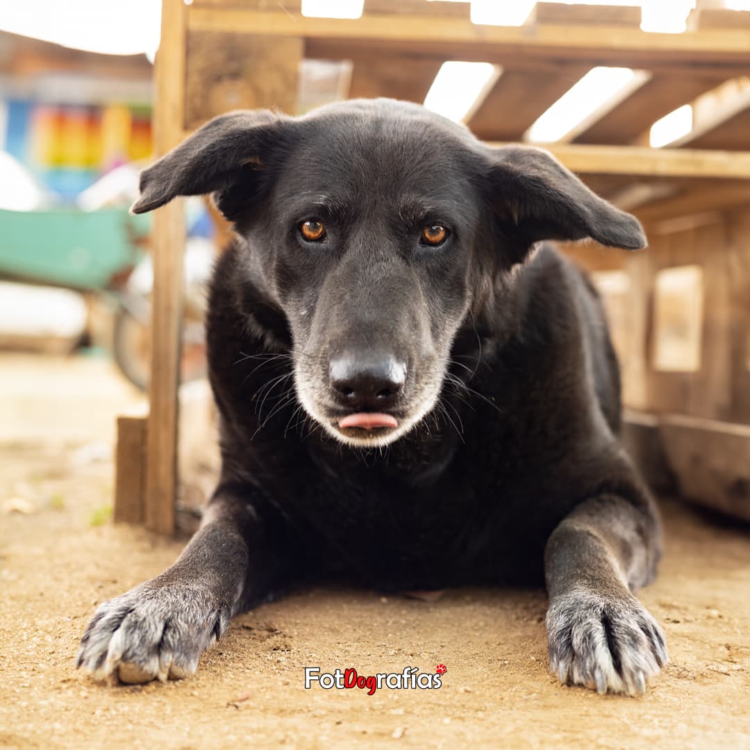 Foto de la mascota