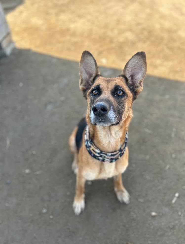Foto de la mascota
