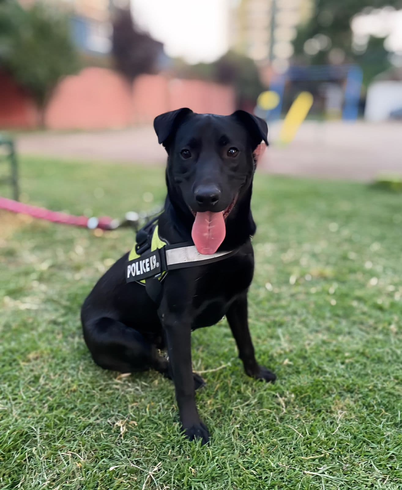 Foto de la mascota