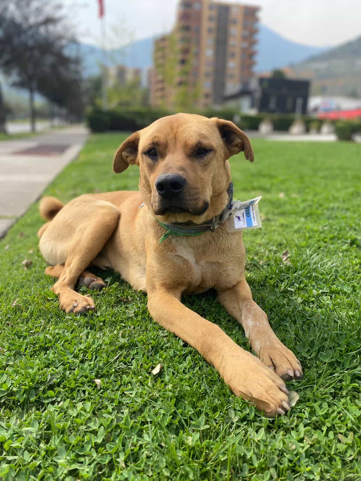 Foto de Ogui