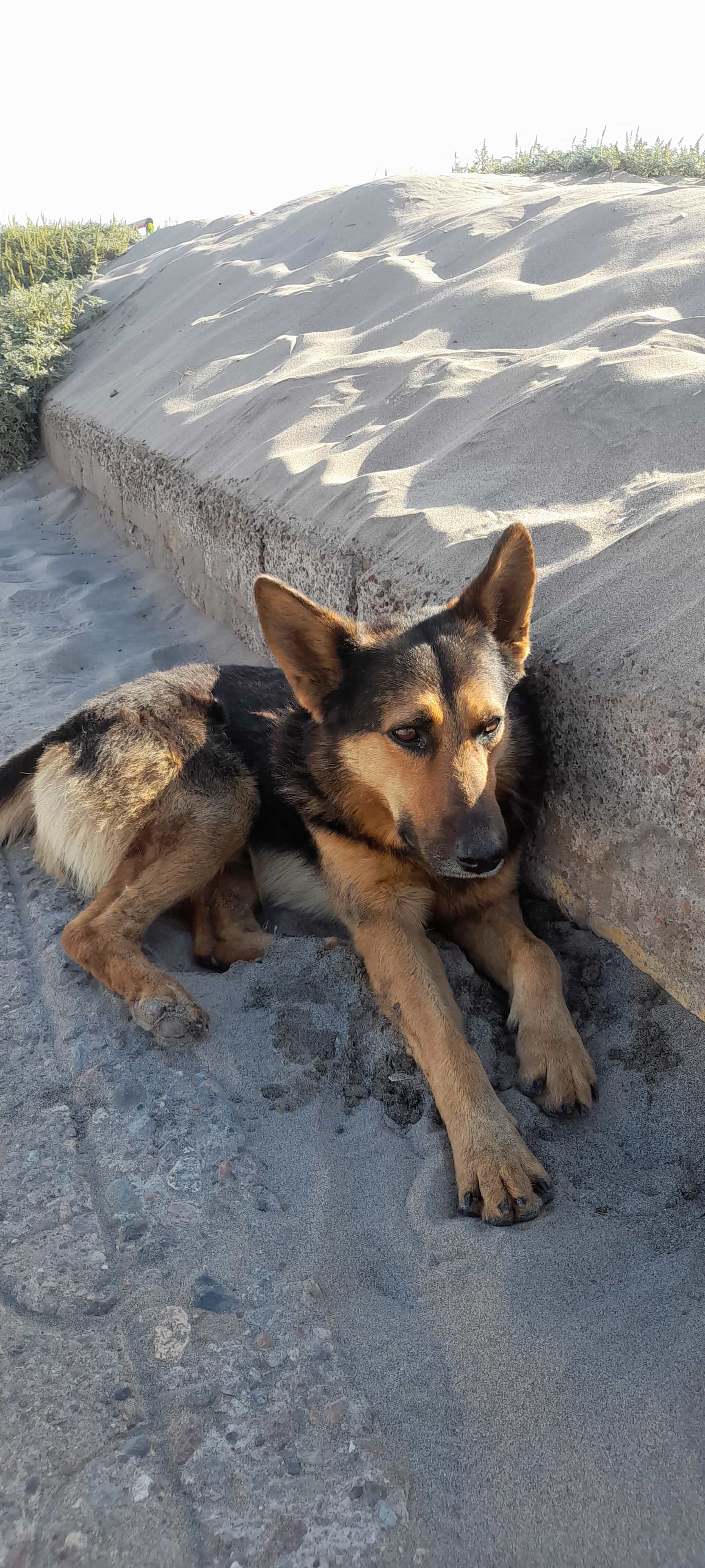 Foto de Lobito viejito